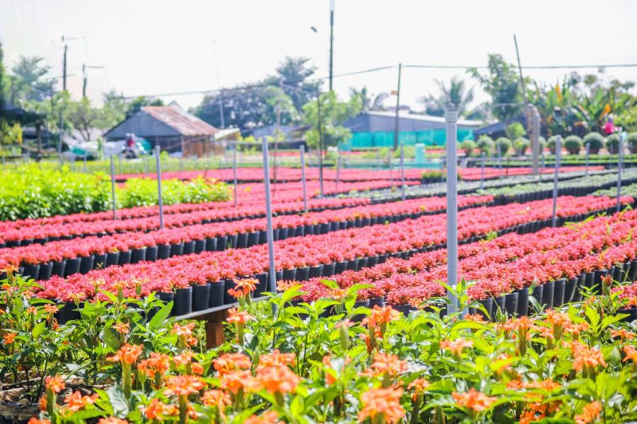 1 DAY CAN THO - AUTHENTIC CAI RANG - XEO QUYT FOREST - SA DEC FLOWER VILLAGE.HIB1DXS1 color