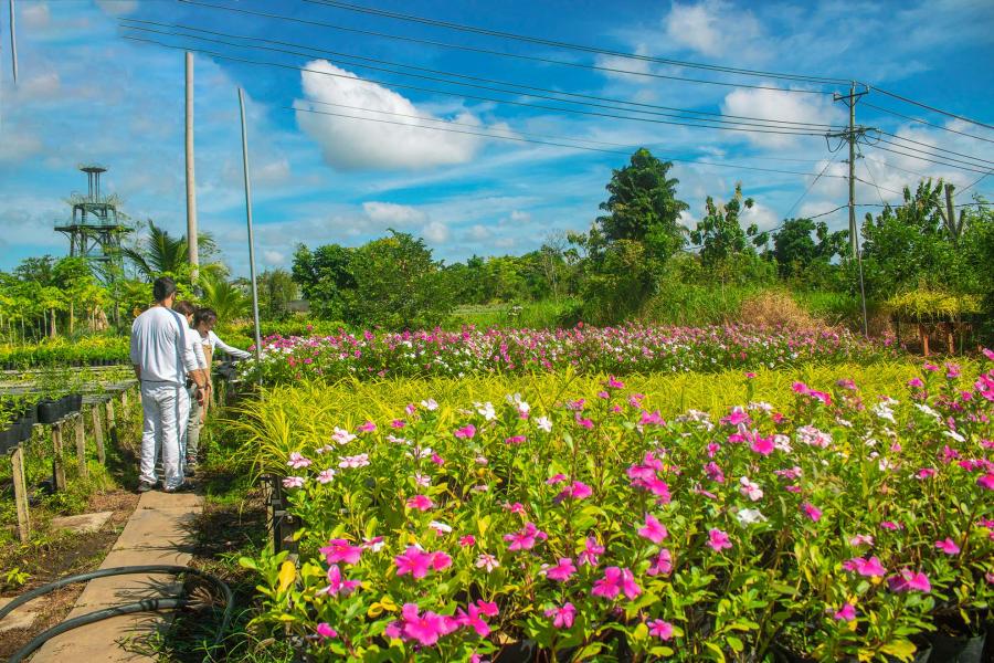 1 DAY CAN THO - AUTHENTIC CAI RANG - XEO QUYT FOREST - SA DEC FLOWER VILLAGE.HIB1DXS1 color