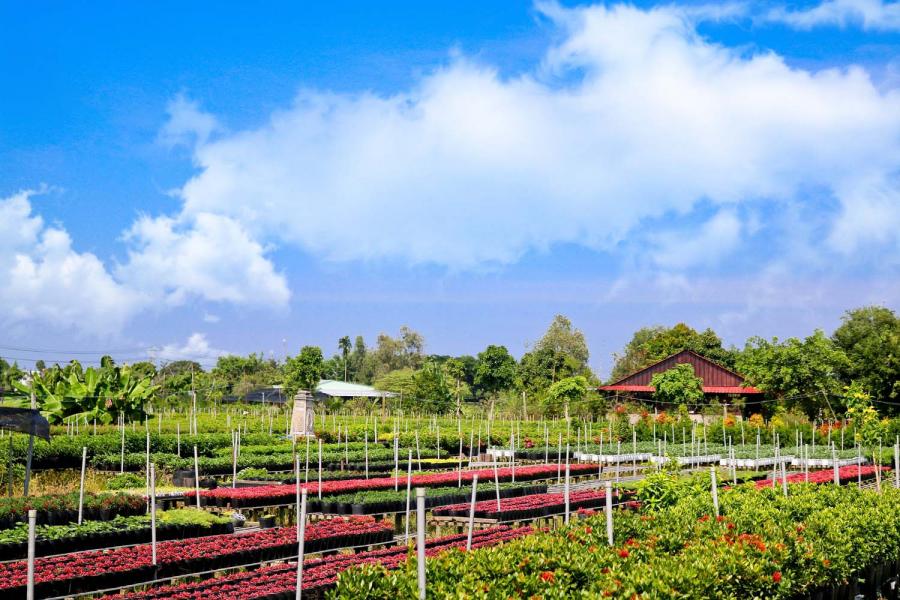 1 DAY CAN THO - AUTHENTIC CAI RANG - XEO QUYT FOREST - SA DEC FLOWER VILLAGE.HIB1DXS1 color