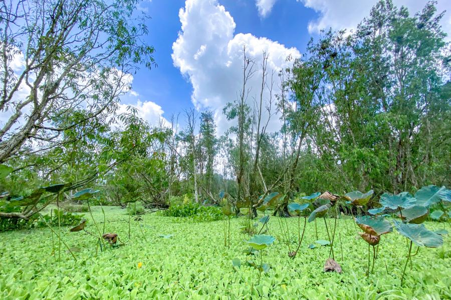 1 DAY CAN THO - AUTHENTIC FLOATING MARKET - TRA SU FOREST.HIB1DTS1 color