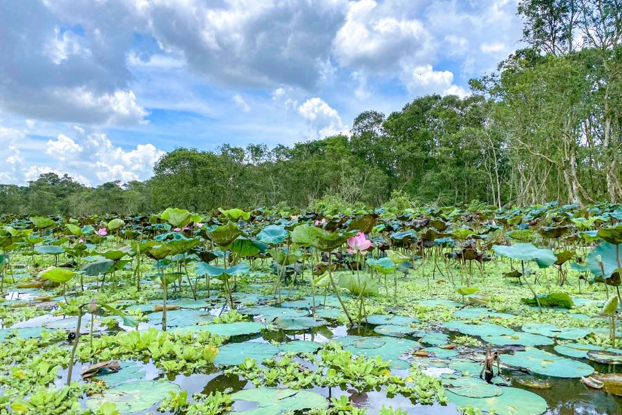 1 DAY CAN THO - AUTHENTIC FLOATING MARKET - TRA SU FOREST.HIB1DTS1 color