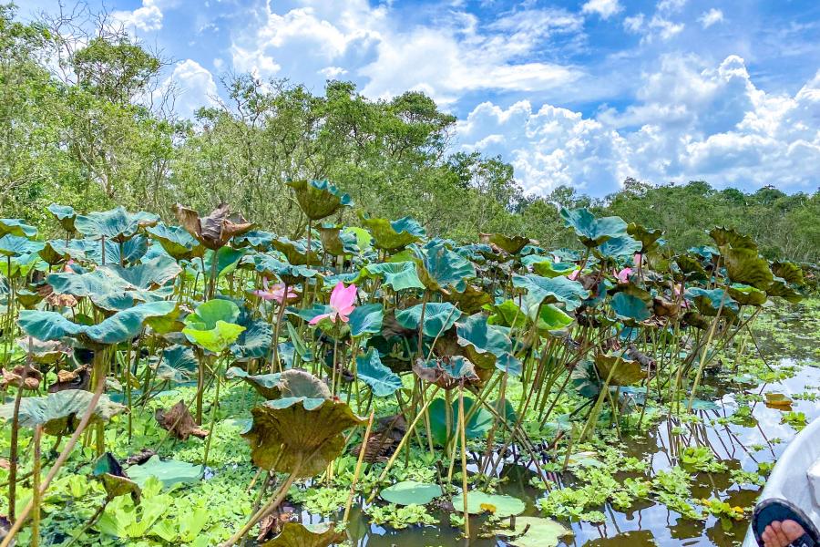 1 DAY CAN THO - AUTHENTIC FLOATING MARKET - TRA SU FOREST.HIB1DTS1 color