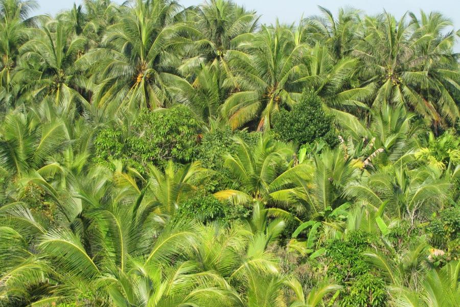 1 DAY CAN THO - BEN TRE - THE CAPITAL OF COCONUT TREE ADVENTURE– HIB1DCBT7 color