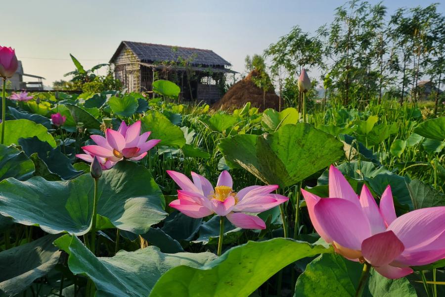 4-DAY EXPLORATION - RIVERSIDE RETREAT: UNVEILING THE CHARMS OF THE MEKONG DELTA – HIB4DCCDDS1 color