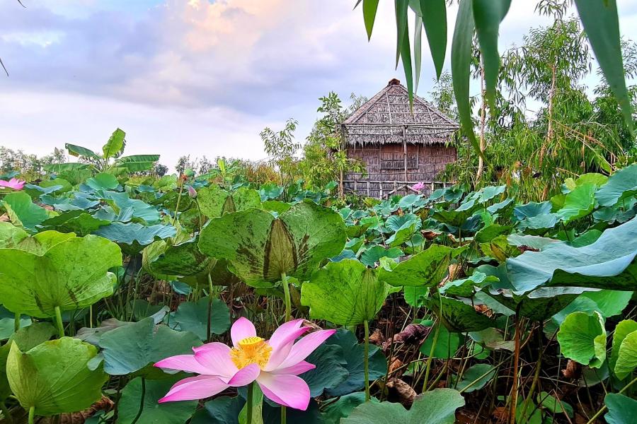 4-DAY EXPLORATION - RIVERSIDE RETREAT: UNVEILING THE CHARMS OF THE MEKONG DELTA – HIB4DCCDDS1 color